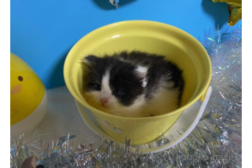 成約済の大阪府のスコティッシュフォールド-68346の4枚目